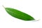 Close up leaf of mango tree