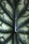 Close up of leaf pattern of an exotic  `Alocasia Baginda Cuprea Dragon Scale` house plant background