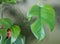 Close up of the leaf of Rhaphidophora Testrasperma, also known as Mini Monstera