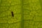 close up of a leaf with silhouette of a caterpillar