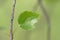 Close-up of leaf of Silver birch, Betula pendula