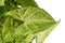 Close up of leaf of `Syngonium Podophyllum Arrow` houseplant on white background