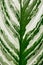 Close up of leaf of tropical `Aglaonema Stripes` houseplant