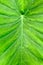 Close up of leaf of tropical `Colocasia Esculenta` plant