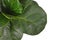 Close up of leaf of tropical fiddle leaf fig `Ficus Lyrata` houseplant on white background