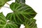 Close up of leaf of tropical `Philodendron Verrucosum` houseplant with dark green veined velvety leaves on white backgrou