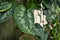 Close up of leaf of tropical  `Scindapsus Pictus Argyraeus`, also called `Satin Pothos` with velvet texture and silver spots