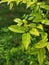 Close up leaf of Wrightia religiosa benth tropical plants growing in the garden at home, organic plants with beautiful morning.