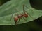 Close-up of a leafcutter ant cutting a green leaf