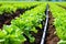 close-up of leaky pipe drip irrigation in a lettuce field