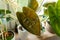 Close up of leaves alocasia wentii and alocasia polly in the pot at home. Indoor gardening. Hobby. Green houseplants.