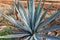 Close-up of the leaves of a blue agave in an agricultural agave plantation