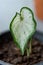 close up, leaves of Caladium plant