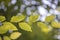 close up of the leaves of a cherry birch tree. Branch from left to right