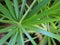 Close up leaves of Cyperus papyrus or umbrella sedges.