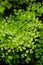 Close up leaves deatils of Black stem Maidenhair fern Adiantum