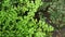 Close up leaves details of tropical black stem maidenhair fern adiantum capillus-veneris