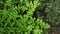 Close up leaves details of tropical black stem maidenhair fern adiantum capillus-veneris