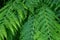 Close-up of leaves of a fern