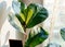 Close up of leaves ficus lyrate or fiddle leaf in the pot at home. Indoor gardening. Hobby. Green house plants.