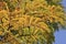 a Close up of Leaves of The Flame tree, yellow color