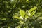 Close-up of the leaves and fruit of the medlar plant. The fruit is immature