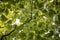 Close-up of the leaves of the hornbeam tree. Blurred background. Pulled down