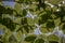 Close-up of the leaves of the hornbeam tree. Blurred background. Pulled down