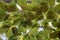 Close-up of the leaves of the hornbeam tree. Blurred background. Pulled down