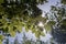 Close-up of the leaves of the hornbeam tree. Blurred background. Pulled down