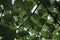 Close-up of the leaves of the hornbeam tree. Blurred background. Pulled down