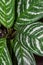 Close-up of leaves of indoor flower aglaonema. Aglaonema is a Chinese evergreen plant. Houseplant care concept.