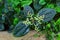 Close up of leaves and inflorescence of Pilea involucrata, the friendship plant