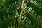 A close up of the leaves of a New Zealand tree fern