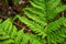 Close-up leaves of the oldest plant ferns in the forest.