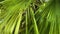 Close up of Leaves of a palm tree gentle waving in the wind