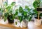 Close up of leaves philodendron Hobby. Green houseplants. Modern room decor, interior. Lifestyle, Still life with plants