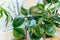 Close up of leaves philodendron scadens in the pot at home. Indoor gardening.