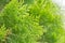 Close up leaves of pine tree or Oriental Arborvitae with space