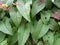 Close Up Leaves With Pink Pistil