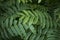 Close up leaves of Pterocarya fraxinifolia tree
