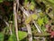 Close up leaves of the round-leaved sundew - Drosera rotundifolia