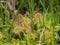 Close up leaves of the round-leaved sundew - Drosera rotundifolia