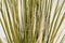 Close up of the leaves and stems of a Soaptree Yucca plant in White Sands National Park