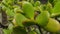 Close up of the leaves of a Tree Stonecrop. Sedum dendroideum texture.