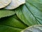 close up leaves of zyziphus mauritiana for health therapy isolated  on withe background