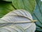 close up leaves of zyziphus mauritiana for health therapy   on withe background