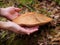 Close-up of Leccinum scabrum. hands take mushroom Common boletus.