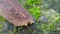 close up of a leech walks on green moss