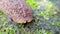 close up of a leech walks on green moss